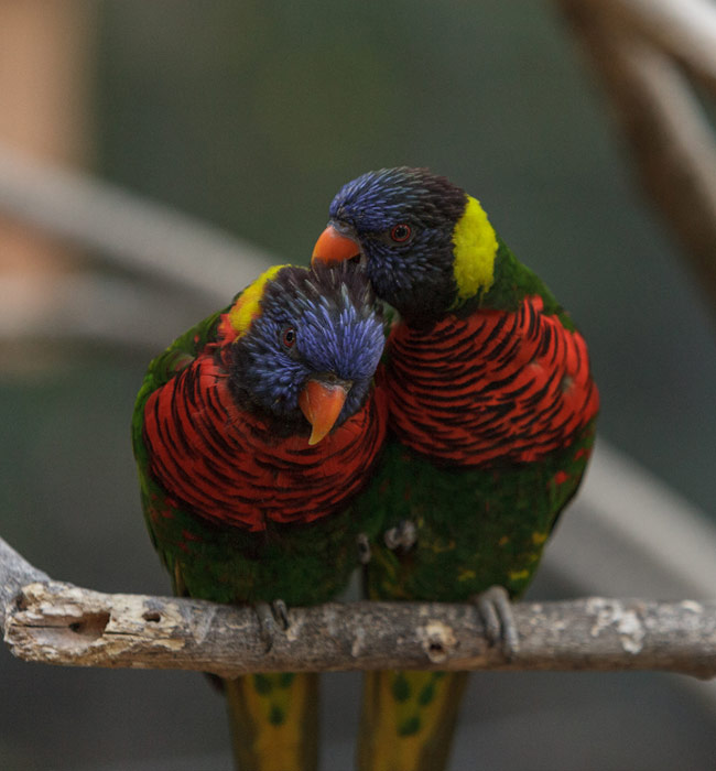 Aceite vegetal intimo con bajo impacto ambiental.